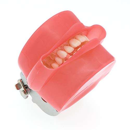 SEUJJRO Dental Soft Gum Standad Typodont Study Model with 28pcs Removable Teeth With Simulates Cheeks 6