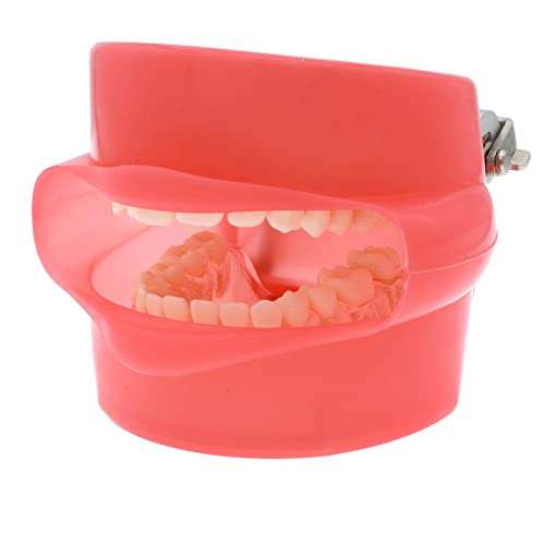 SEUJJRO Dental Soft Gum Standad Typodont Study Model with 28pcs Removable Teeth With Simulates Cheeks 3