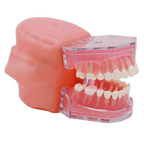 SEUJJRO Dental Soft Gum Standad Typodont Study Model with 28pcs Removable Teeth With Simulates Cheeks 4
