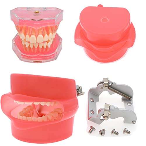 SEUJJRO Dental Soft Gum Standad Typodont Study Model with 28pcs Removable Teeth With Simulates Cheeks 2