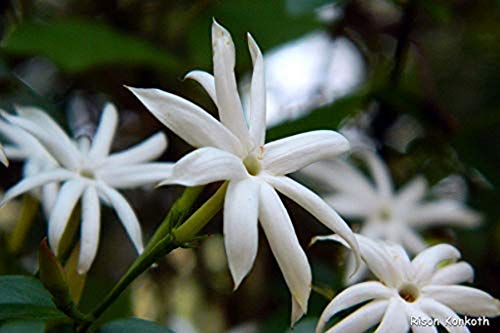 Creative Farmer Jasmine Plant (Spanish Jasmine) Malathipushpam Flowering Tree Home Gardening Plant(1 Healthy Live Plant) 2
