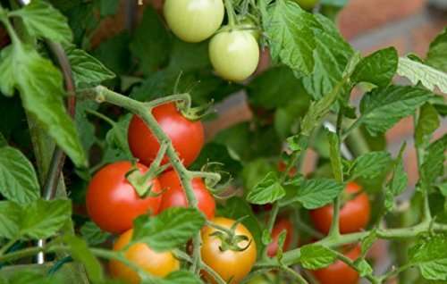 Excel Impex Bone Meal Organic Fertilizer, 900G" 5