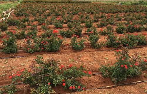 Excel Impex Bone Meal Organic Fertilizer, 900G" 6