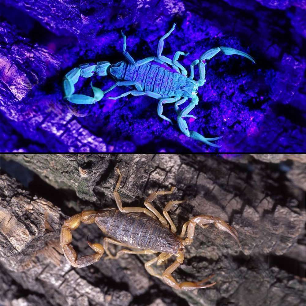 amiciVision 21 LED UV Torch Light 395-400nm Flashlight with 3 AAA Battery, Black 5