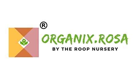 Organix.Rosa Bougainvillea Red Flower Live Plant By The Roop Nursery 5