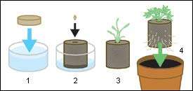 CRODOR Unique Plastic Cocopeat Pellets Seed Starting Plugs (Brown), Pack of 5 4