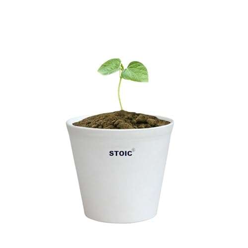 STOIC Nursery Planter Pot |Indoor and Outdoor 4 inches Plastic Flower Pots for Home/Office/Table/Garden/Balcony Decoration | Pack of 24 | White 4