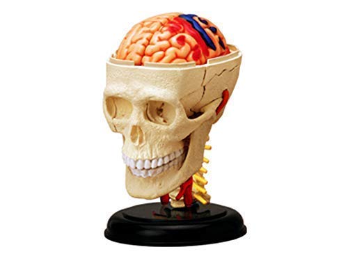 Anatomy Model, 4D Human Anatomy Cranial Skull Model, Human Skull with Brain 39-Part Life-Size Anatomy for Science Classroom Study Display Teaching Medical Model Skeleton Model 6