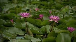 LOTUS/NELUMBO NUCIFERA/VENTHAMARAI POWDER (SKIN & HAIR CARE) -250 GM 4
