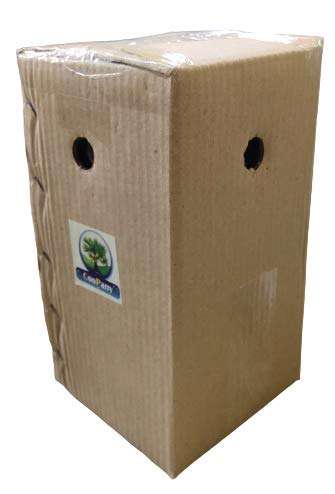 CooPany® Kerala Nendran Banana Live Plant - Rhizome Varity (Not Tissue culture plant) 5