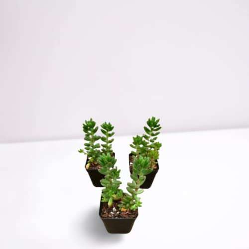 Creative Farmer Succulent Plant Pegasus Flora Live Jelly Bean Exotic Plants Succulents Mini Decorations (Healthy Plant) 4