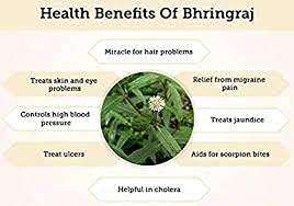 YAMKAY Natural Organics Pure Karisalai/Bhringraj Eclipta alba Powder 100gm 6