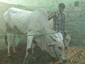 Farmer King Animal Mosquito Net - Cow Shed Machardani - Fly Disease Irritation Protection Net - Mosquito Net for Dairy Farm for Horse,Cow,Buffalo and Infant (25x20x10 FT) 6