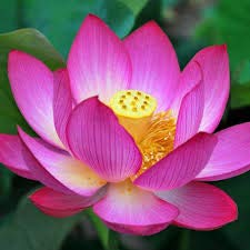 LOTUS/NELUMBO NUCIFERA/VENTHAMARAI POWDER (SKIN & HAIR CARE) -250 GM 3