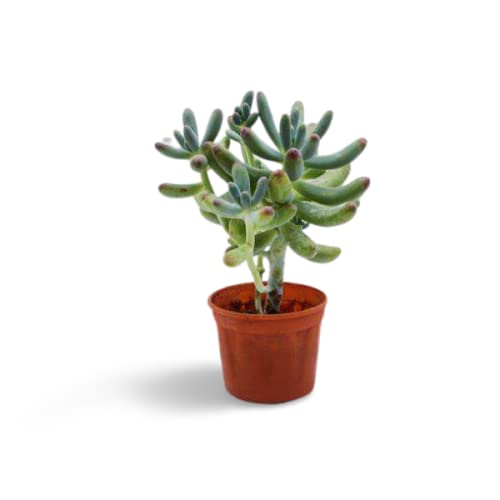 Creative Farmer Succulent Plant Pegasus Flora Live Jelly Bean Exotic Plants Succulents Mini Decorations (Healthy Plant) 6