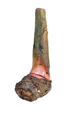 CooPany® Kerala Nendran Banana Live Plant - Rhizome Varity (Not Tissue culture plant) 3