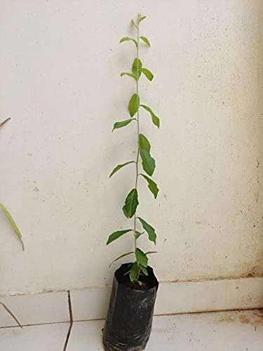 Green Paradise Curtain Creeper parda vel Vernonia elaegnifolia Live Plant (in polybag) 4