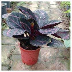 Pedpoudhe Calathea Dottie 6