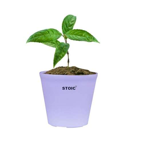 STOIC Nursery Planter Pot |Indoor and Outdoor 4 inches Plastic Flower Pots for Home/Office/Table/Garden/Balcony Decoration | Pack of 24 | Purple 4