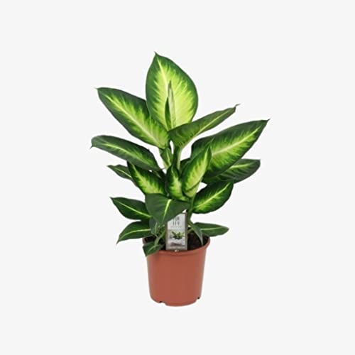 Creative Farmer Air Purifier Plant Dieffenbachia White Flame Indoor Mini Decorations (Best Healthy Live Plant)
