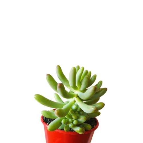 Creative Farmer Succulent Plant Pegasus Flora Live Jelly Bean Exotic Plants Succulents Mini Decorations (Healthy Plant) 2