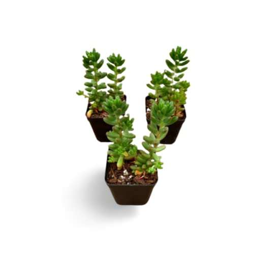 Creative Farmer Succulent Plant Pegasus Flora Live Jelly Bean Exotic Plants Succulents Mini Decorations (Healthy Plant) 3