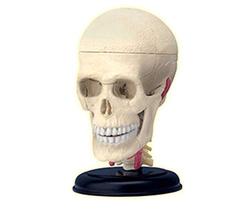 Anatomy Model, 4D Human Anatomy Cranial Skull Model, Human Skull with Brain 39-Part Life-Size Anatomy for Science Classroom Study Display Teaching Medical Model Skeleton Model 5