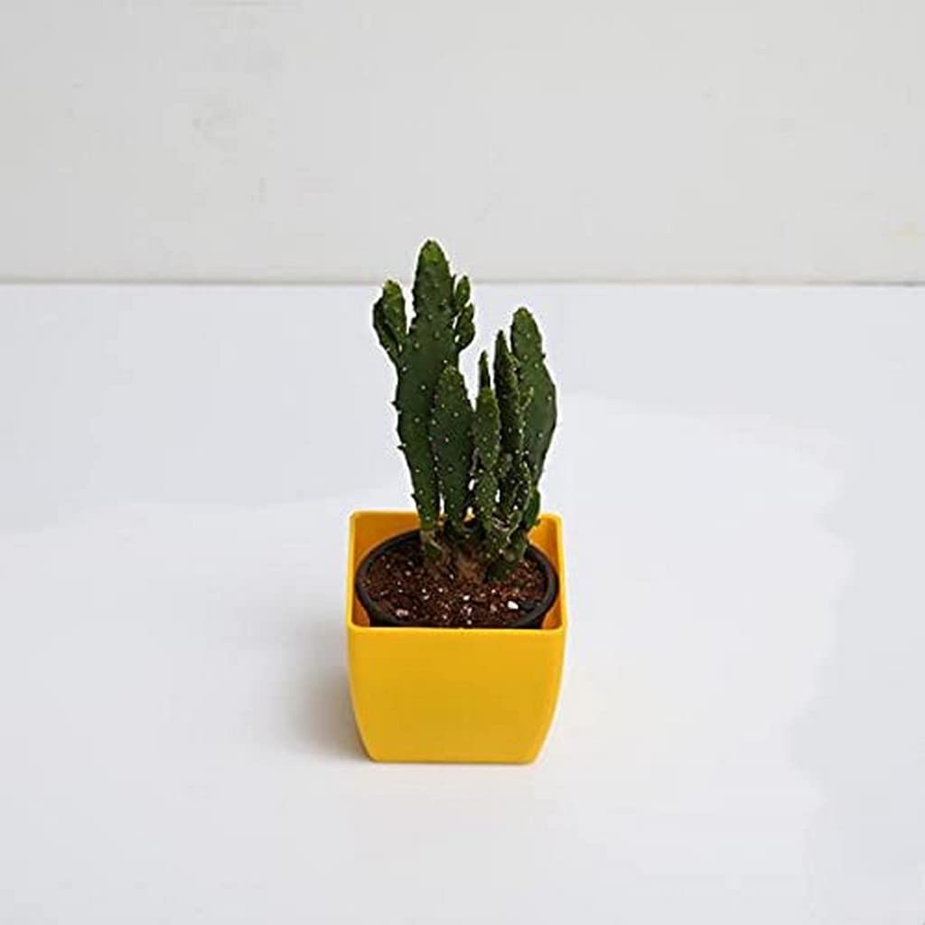 Creative Farmer Cactus For Gifting Purpose |Indoor Plant| Opuntia Moncantha (Air Purifier Healthy Live Plant) 3