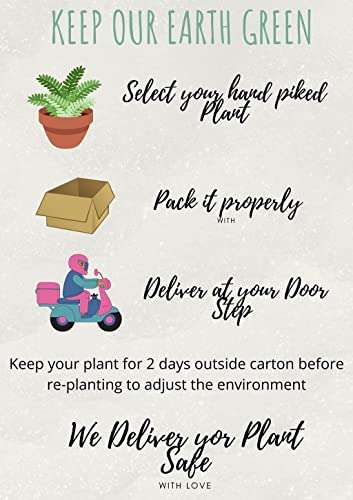 OhhSome Live Badi Elaichi Black Cardamom Plant 2