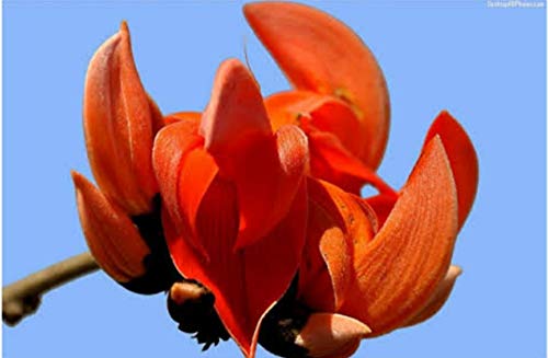 VIJAYALAKSHMI Dry Tesu Ke Phool 150 Grm - Palash Ke Phool - Dhak Ke Phool - Bute a Monosperma - Tesu phool - Flower of Palash - Phool Tesu - Dhak Phool 4