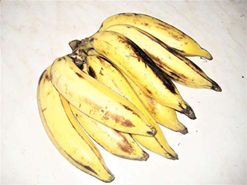 CooPany® Kerala Nendran Banana Live Plant - Rhizome Varity (Not Tissue culture plant) 2