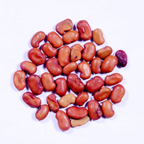 Creative Farmer Agathi Cheera (Sesbania Grandiflora) 100 Seeds Agasthi/Bokful Keerai Seeds 1