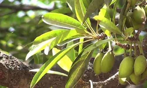 ILUPPAI/MAHUA/MAHUA LONGIFOLIA SEEDS 300 GM (300 SEEDS PER PACKET) 3