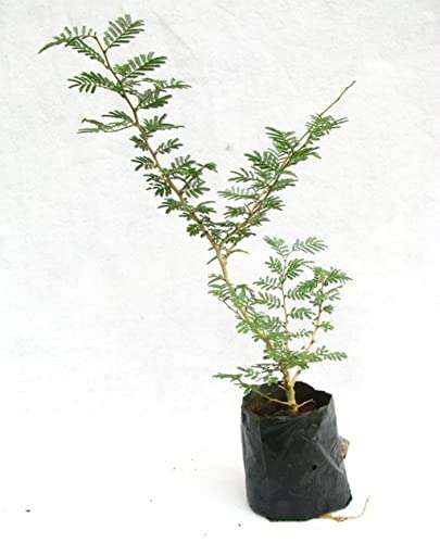 OhhSome Shami - Plant (Vanni Maram) Live Tree Prosopis Cineraria Banni Jam Dhaniushta Nakshatra Patra Sami Chikur Chonkar Paudha Jammi Chettu Jandi Khejri Parampu Somi (Healthy Live Plant) 4