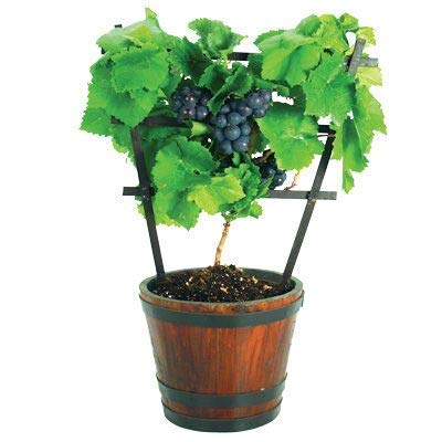 UGANIO PLANT Live Plant Grape Fruit Black Dwarf Fruit Home Garden (1 Healthy Plant) 1