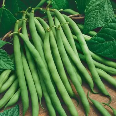 Green World Pencil Beans Nitara Selection For Kitchen Gardening (50 Seed (Pack Of 3)) 1