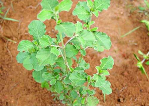 OhhSome Achyranthes Aspera - Kadaladi Apamarga Chirchita Latjira Prickly Chaff Flowers Manarina Devils Horse Whip Rough Achyranthes Rude Aspera Living Plant With Poly Bag (Healthy Live Plant) 3