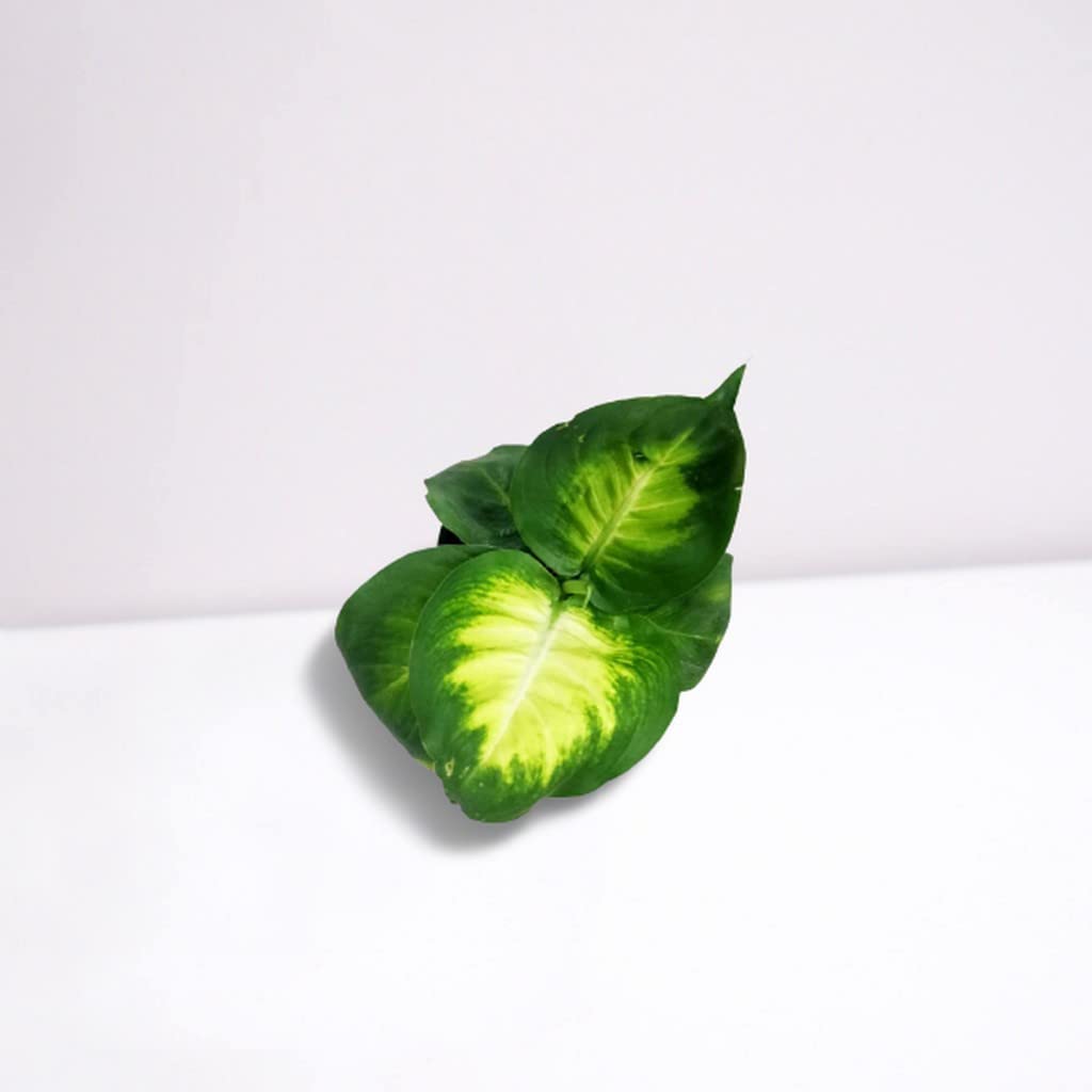 OhhSome Indoor Plants For Home Dieffenbachia Seguine Plant Combo Live (Healthy Plant) 4