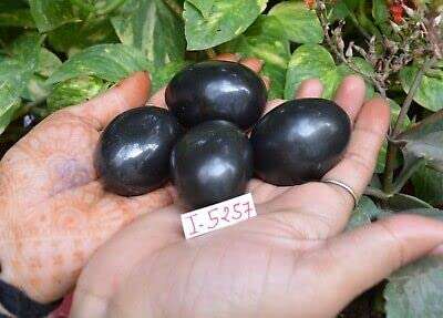Black SHALIGRAM Stone from VRINDAVAN || Size 2 INCES Approx. (Black) 4
