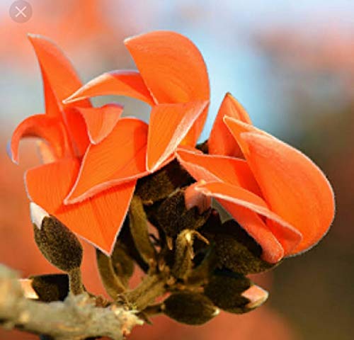 VIJAYALAKSHMI Dry Tesu Ke Phool 200 Grm - Palash Ke Phool - Dhak Ke Phool - Bute a Monosperma - Tesu phool - Flower of Palash - Phool Tesu - Dhak Phool 4