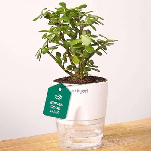 KYARI Jade Indoor Plants for Living Room | Live Plant | Plants with White Pot for Home | Air purifier plants | Plants for Home & Office 1