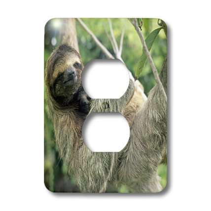 3dRose lsp_87218_6 Three-Toed Sloth Wildlife, Corcovado Np, Costa Rica Sa22 Ksc0137 Kevin Schafer 2 Plug Outlet Cover 3