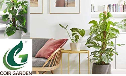 COIR GARDEN COIR MOSS STICK - COCO POLE 3 Feet(91 CM) - 6 PIECES - COIR MOSS STICK for CLIMBING MONEY PLANT, INDOOR & OUTDOOR PLANTS, HOUSING PLANTS SUPPORT STICK 5