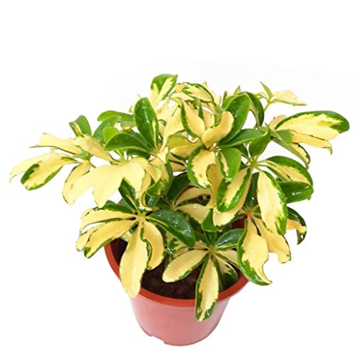 Creative Farmer Table Plant Schefflera Verigated, 10 Cm Potplant For Indoor Or Decorating Home (Exotic Live Healthy Plant) 3