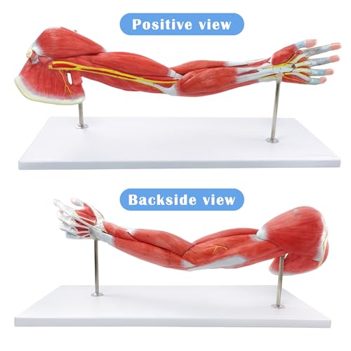 NEW HORIZON Human Arm Anatomical Muscle Model Anatomy Arm Model, Upper Limb Muscle Model Shoulder Anatomy Model Muscular Hand Model – 7 Pieces, Life Size, Includes Base 4