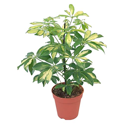 Creative Farmer Table Plant Schefflera Verigated, 10 Cm Potplant For Indoor Or Decorating Home (Exotic Live Healthy Plant)