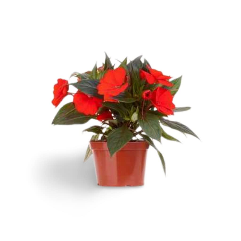 OhhSome Indoor Plant Air Purifier Impatiens Red Plants - |Home|Indoor|Bedroom|Table|Living Room|Office Decoration Gift (Healthy Live Plant) 4