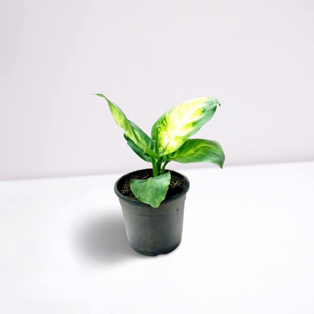 OhhSome Indoor Plants For Home Dieffenbachia Seguine Plant Combo Live (Healthy Plant) 2