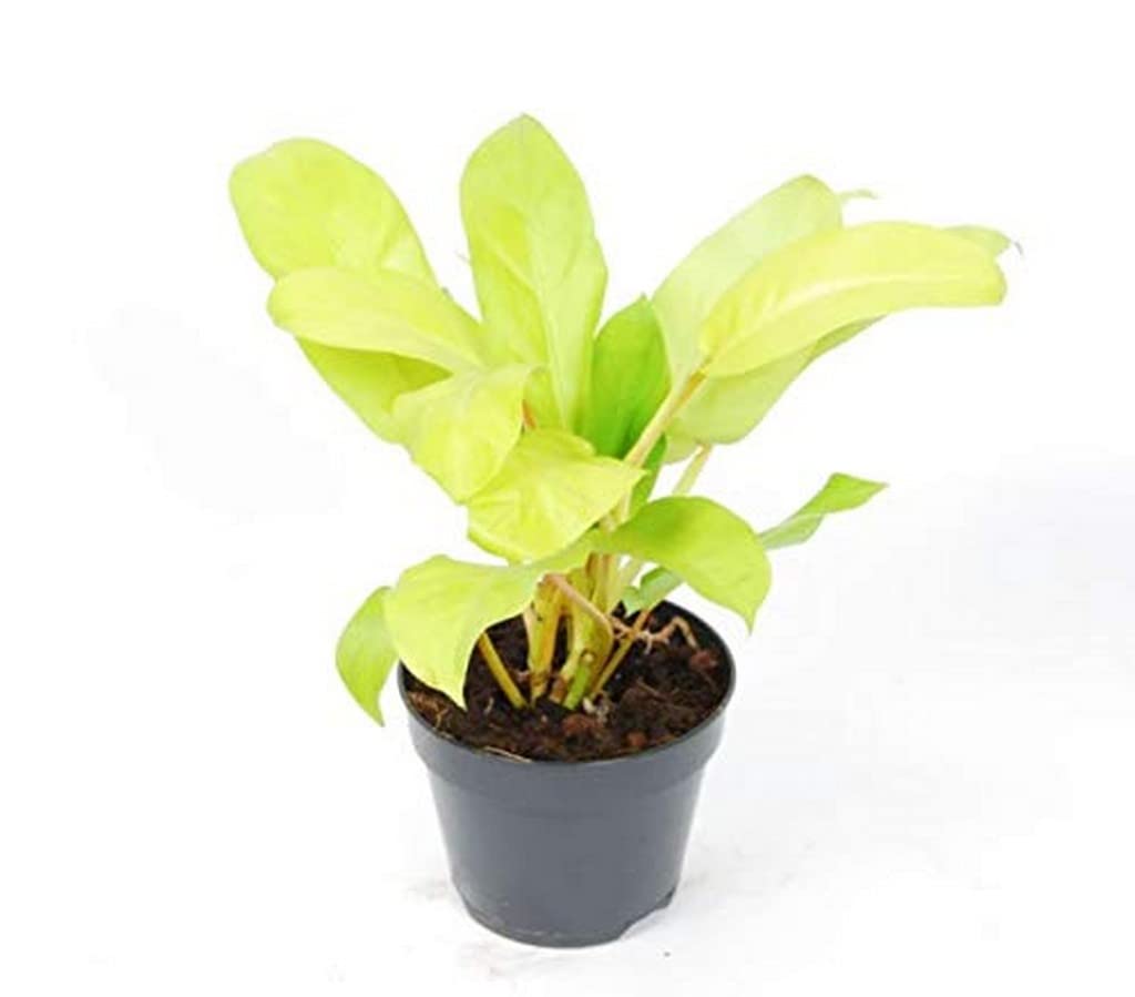 OhhSome Indoor Plant Office Ceylon Golden Philodendron Live Plants (Healthy Plant) 1