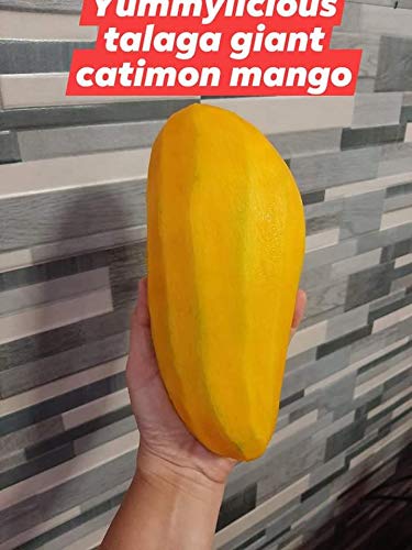 SIAM GARDEN Sweet Catimon Mango All Season Catimon Mango Live Plant 2